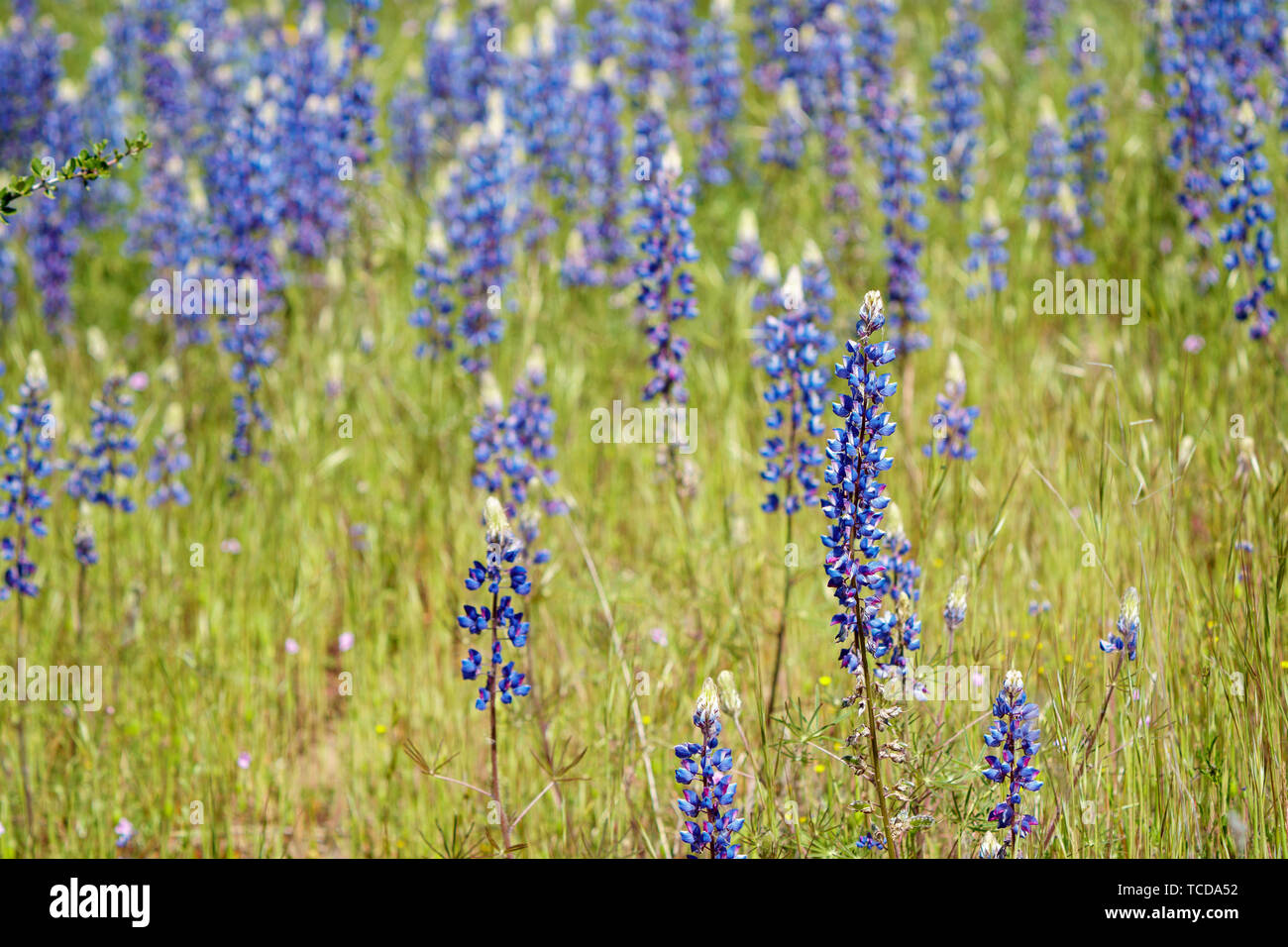 Tall purple wildflowers Stock Photo Alamy