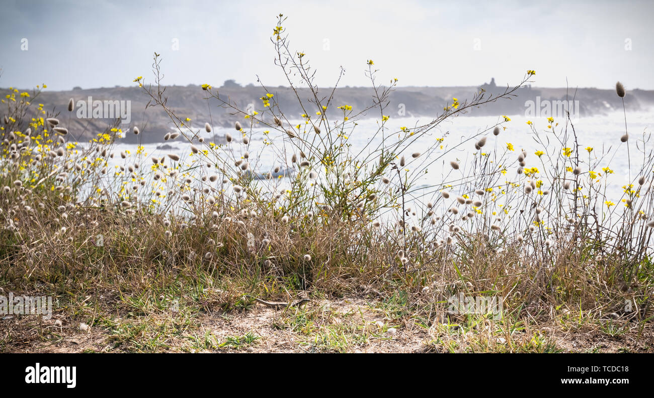 wild vegetation and a lezard by the sea on the island of Yeu, France Stock Photo