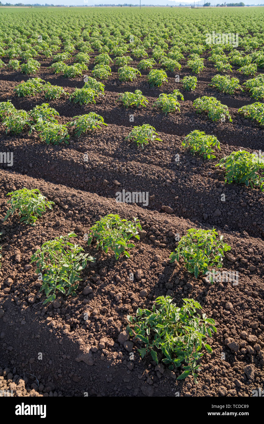 Tomato row crops California Stock Photo Alamy
