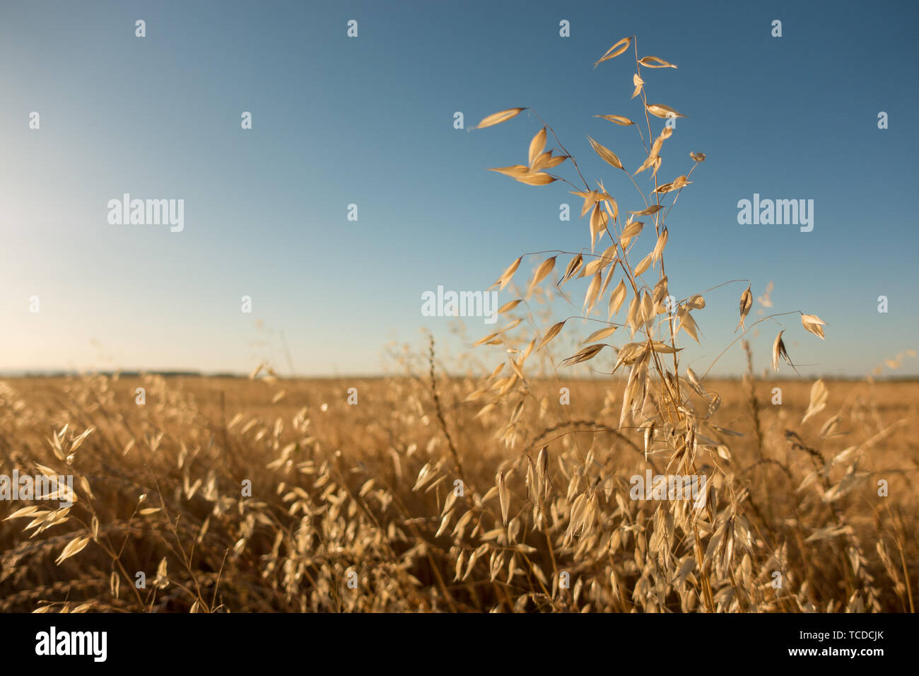 Wild oat dry open seed pods. Stock Photo