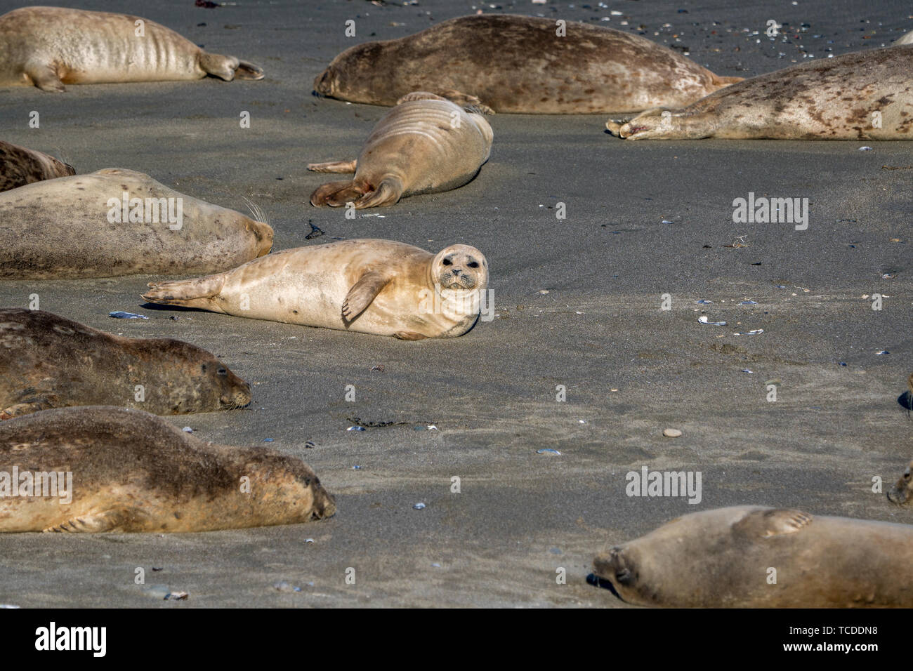 Group of harbor seals soaking up the sun on a sandy beach Stock Photo ...