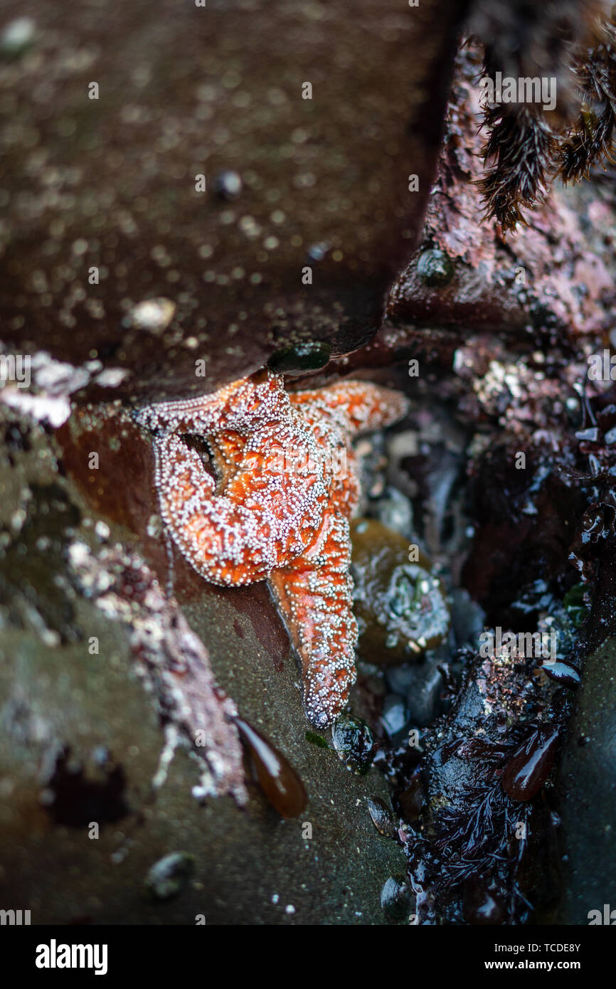 Small Fish Between The Rocks In habitat between rocks hi-res stock photography and images - Alamy