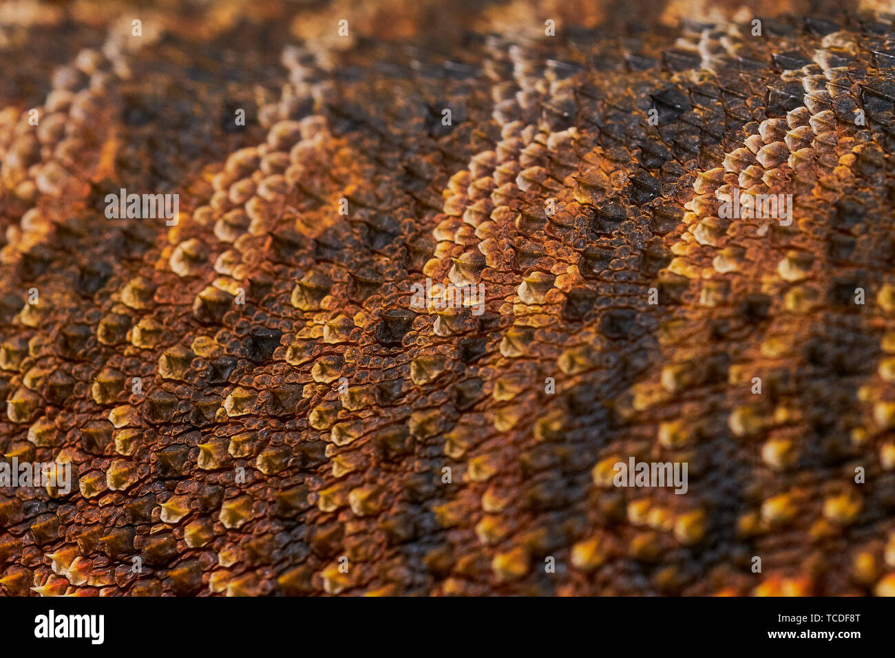 close up of reptile skin of a bearded dragon as picture background Stock Photo