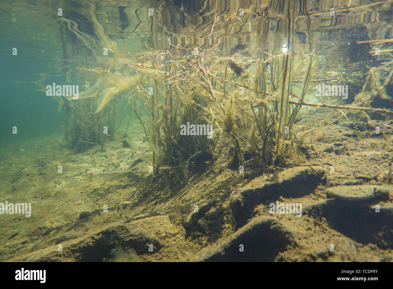underwater river landscape Stock Photo
