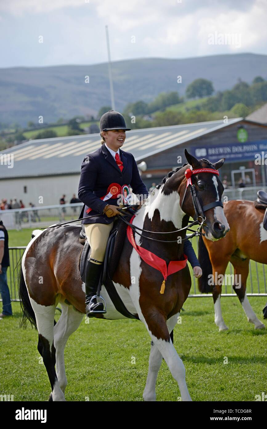 A horse show winner displaying rosettes at the Royal Welsh spring festival Stock Photo