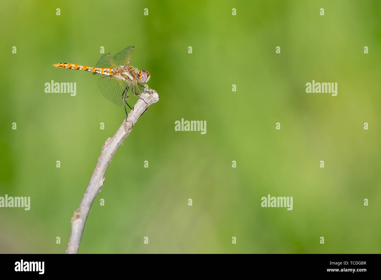 Orange yellow dragonfly clinging to a small twig Stock Photo - Alamy