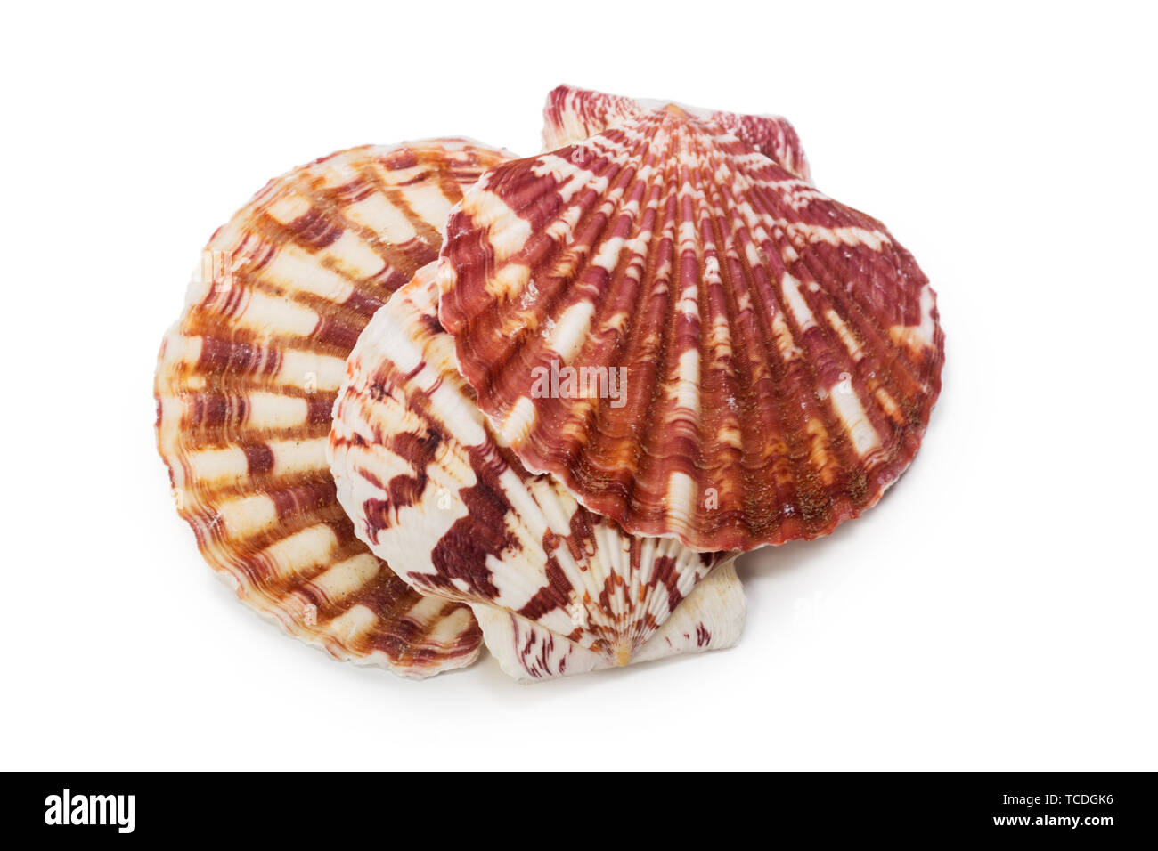 Seashell isolated on white background Stock Photo - Alamy