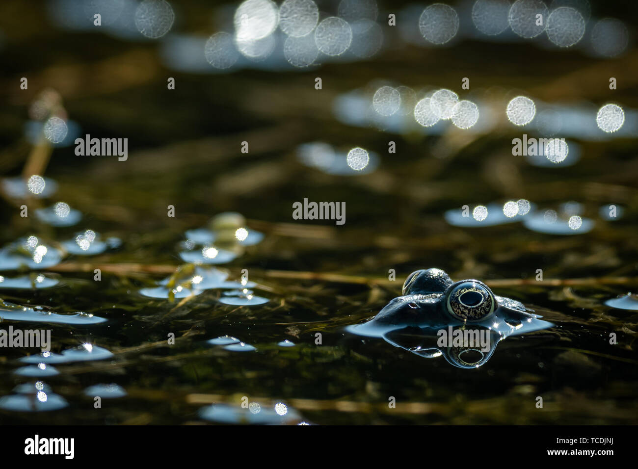 A water frog (rana ridibunda) resting near a small pond on a sunny day, Croatia Stock Photo