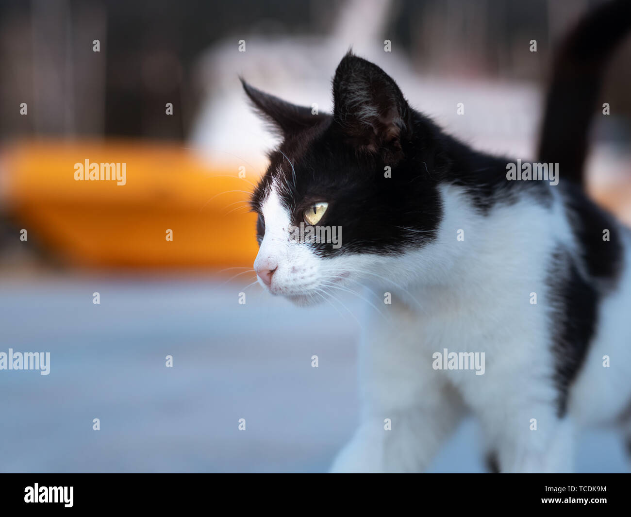 Portrait of an angry black and white cat walking Stock Photo - Alamy