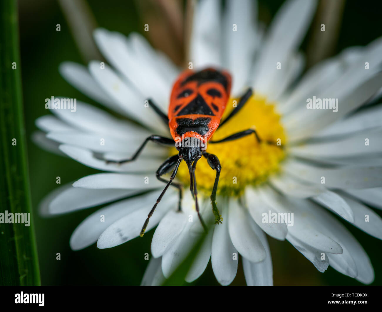 A fire bug ((Pyrrhocoris apterus) sitting on a daisy Stock Photo