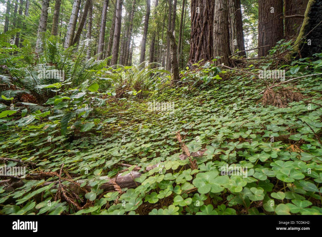 Redwood trees canopy hi-res stock photography and images - Alamy