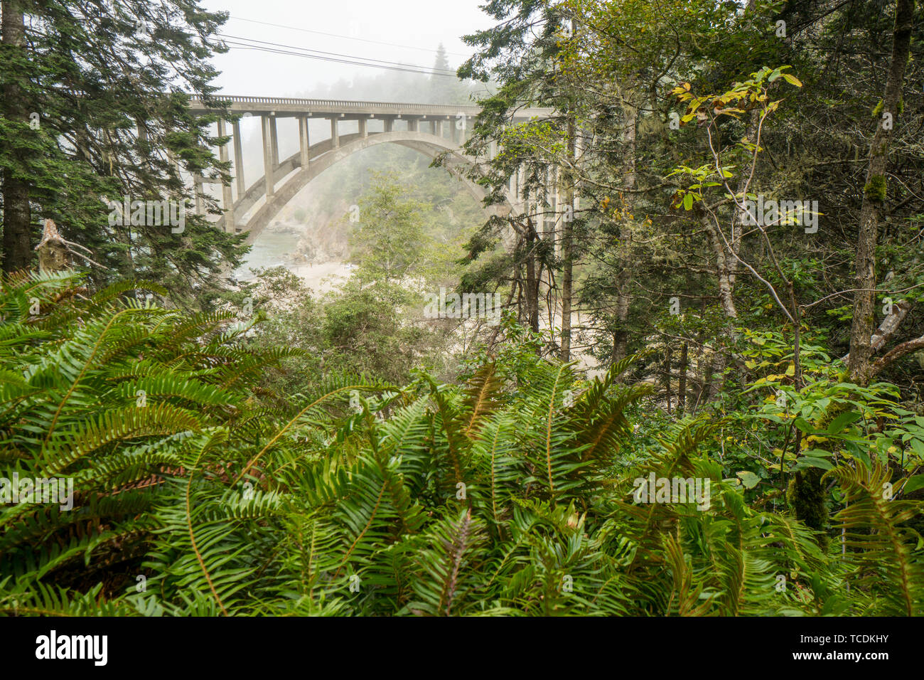 Highway through forest coastal hi-res stock photography and images - Alamy
