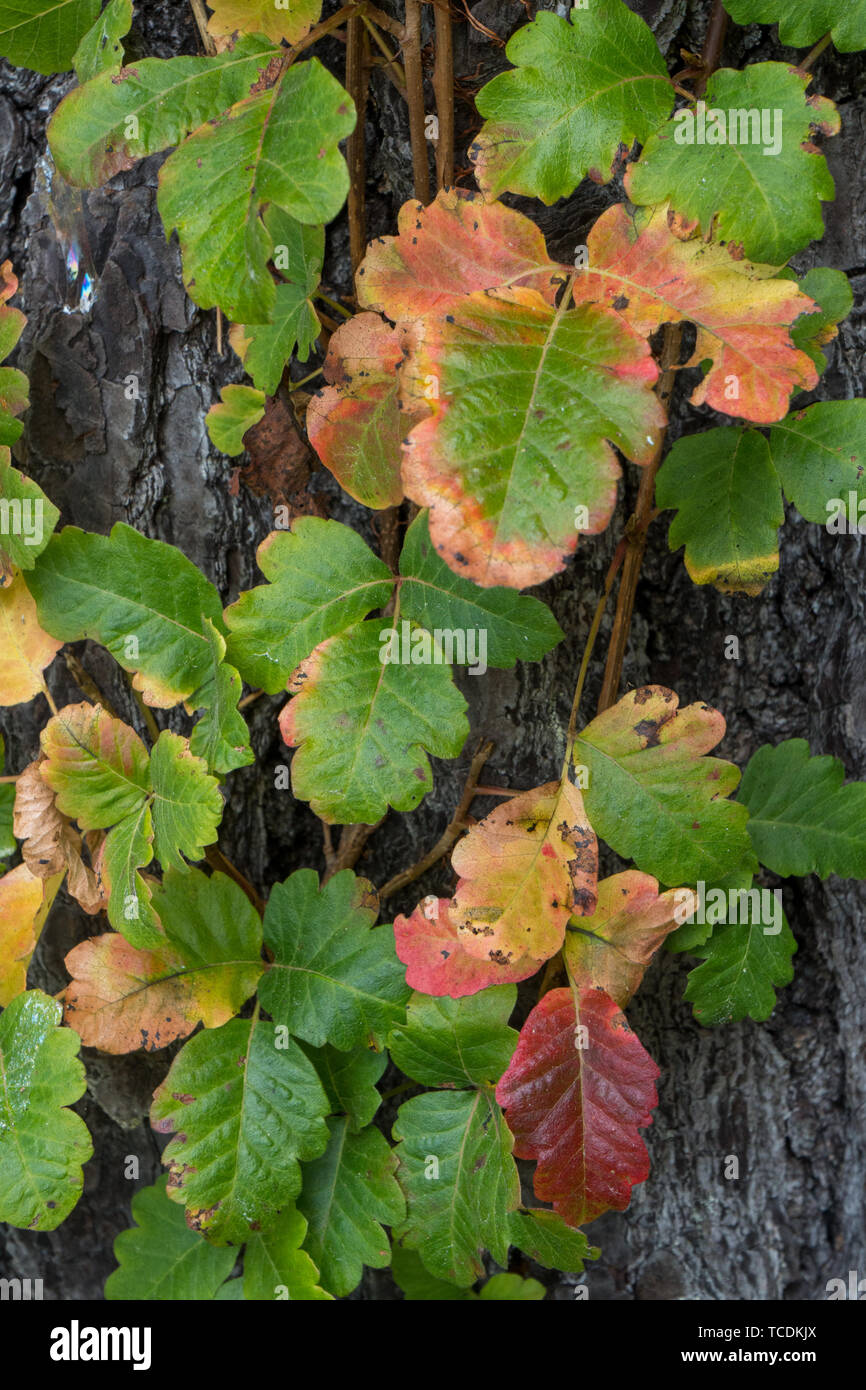 Poison oak vine growing on a tree trunk Stock Photo Alamy