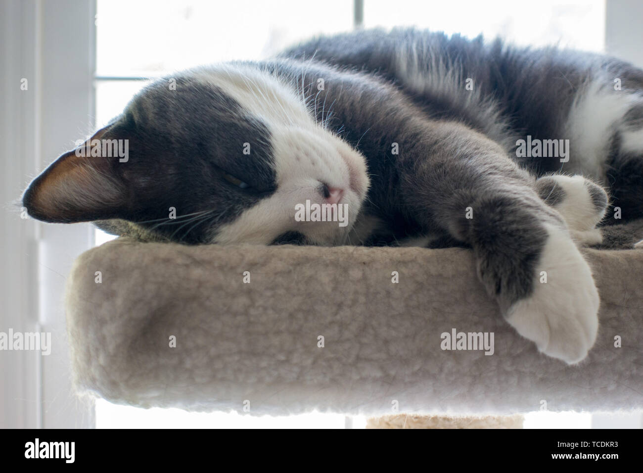 Gray and white cat sleeping in a cat bed Stock Photo - Alamy