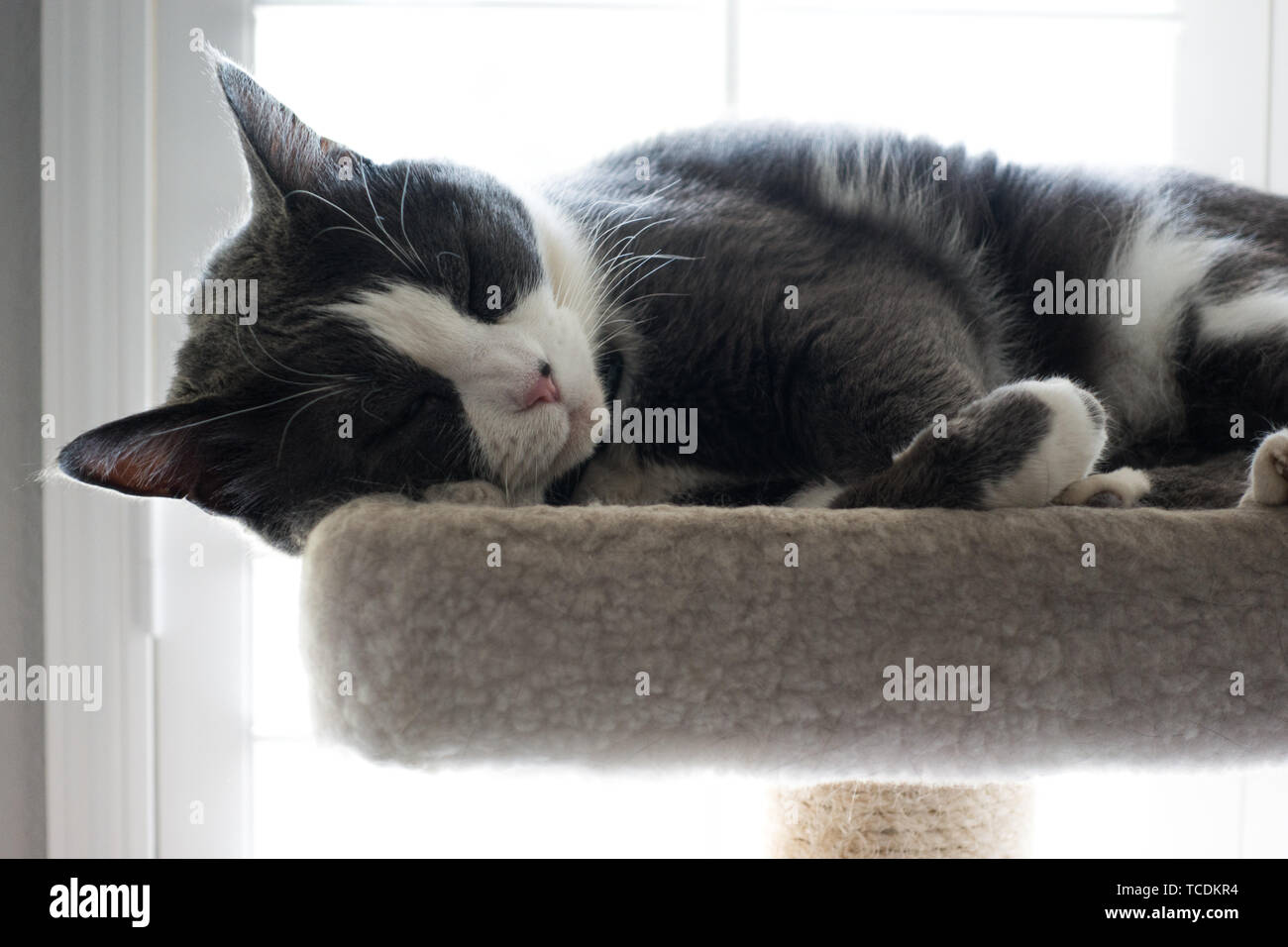 Gray and white cat sleeping on a cat bed Stock Photo - Alamy