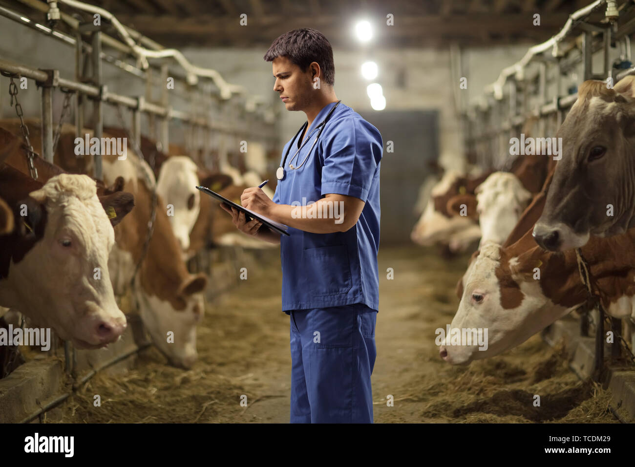 Male veterinarian working at a cow farm Stock Photo