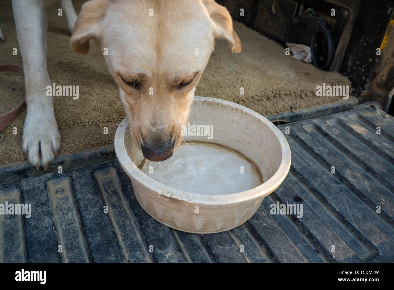 Yellow labrador retriever drinking water Stock Photo Alamy