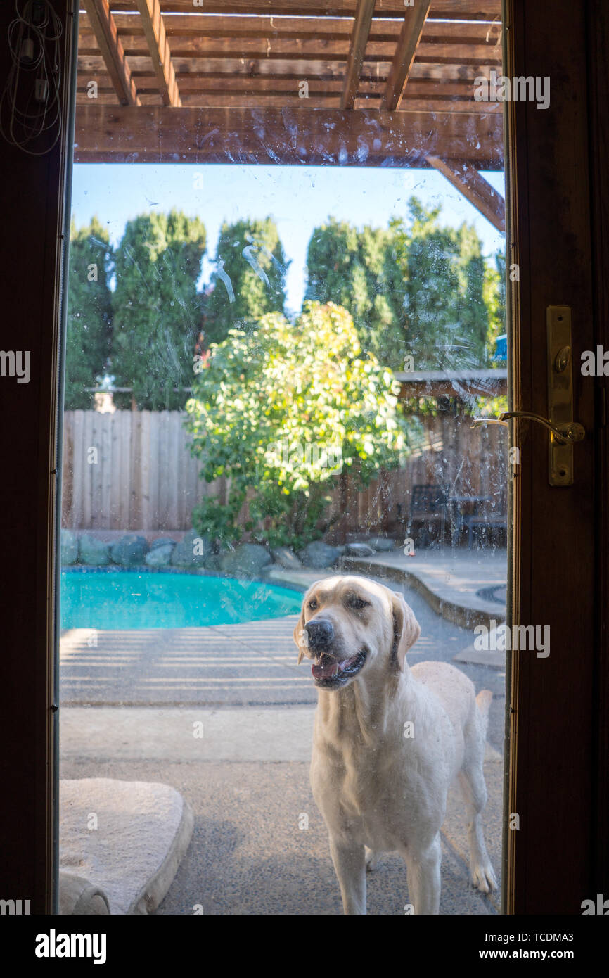 Yellow labrador retriever waiting by back door Stock Photo - Alamy