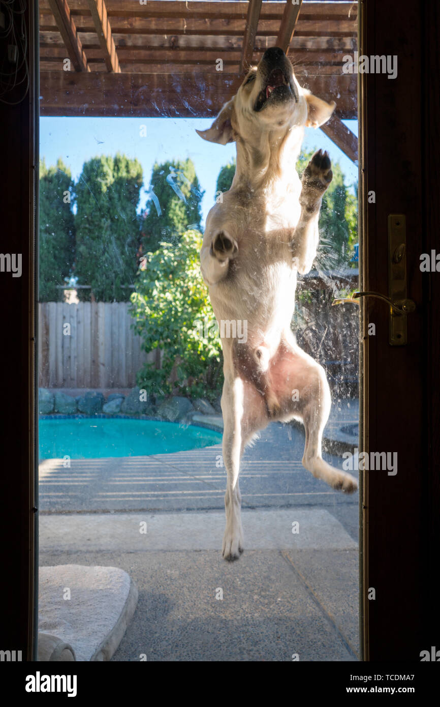 yellow Labrador dog jumping at the back door Stock Photo - Alamy