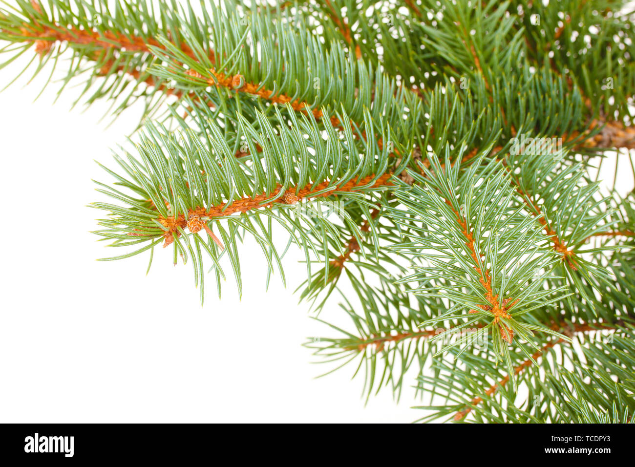 Green Christmas tree isolated on white Stock Photo - Alamy
