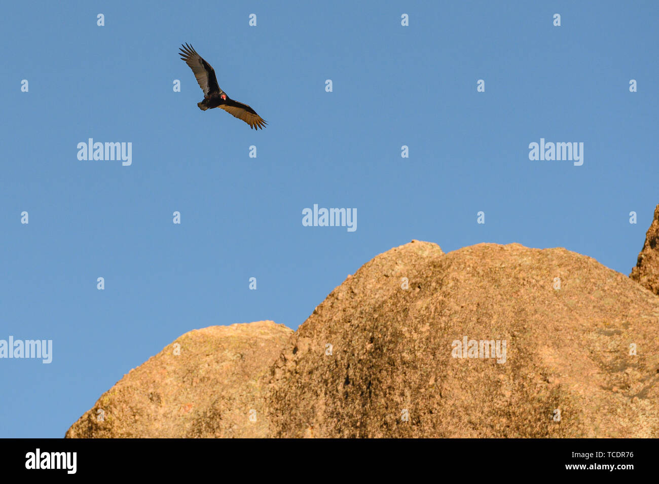 California Condor Spys a Landing Spot along rock outcropping Stock Photo