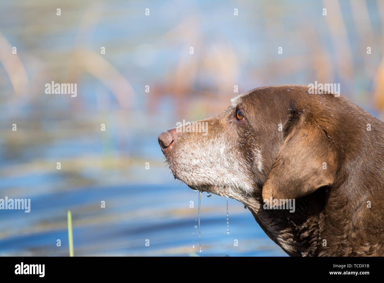 How Much Should A Labrador Drink A Day