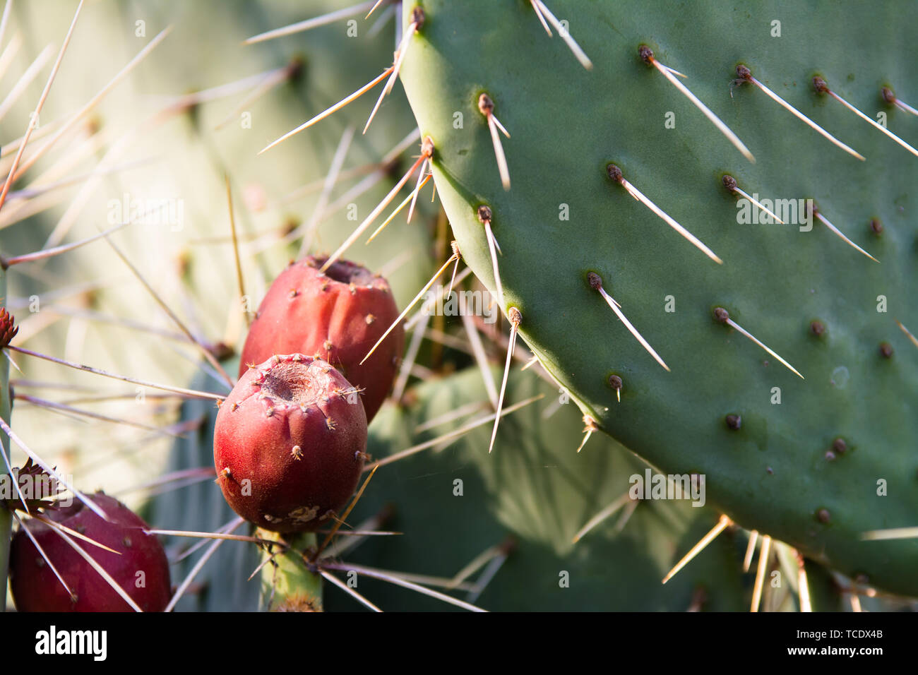Long Needle Cactus High Resolution Stock Photography And Images Alamy