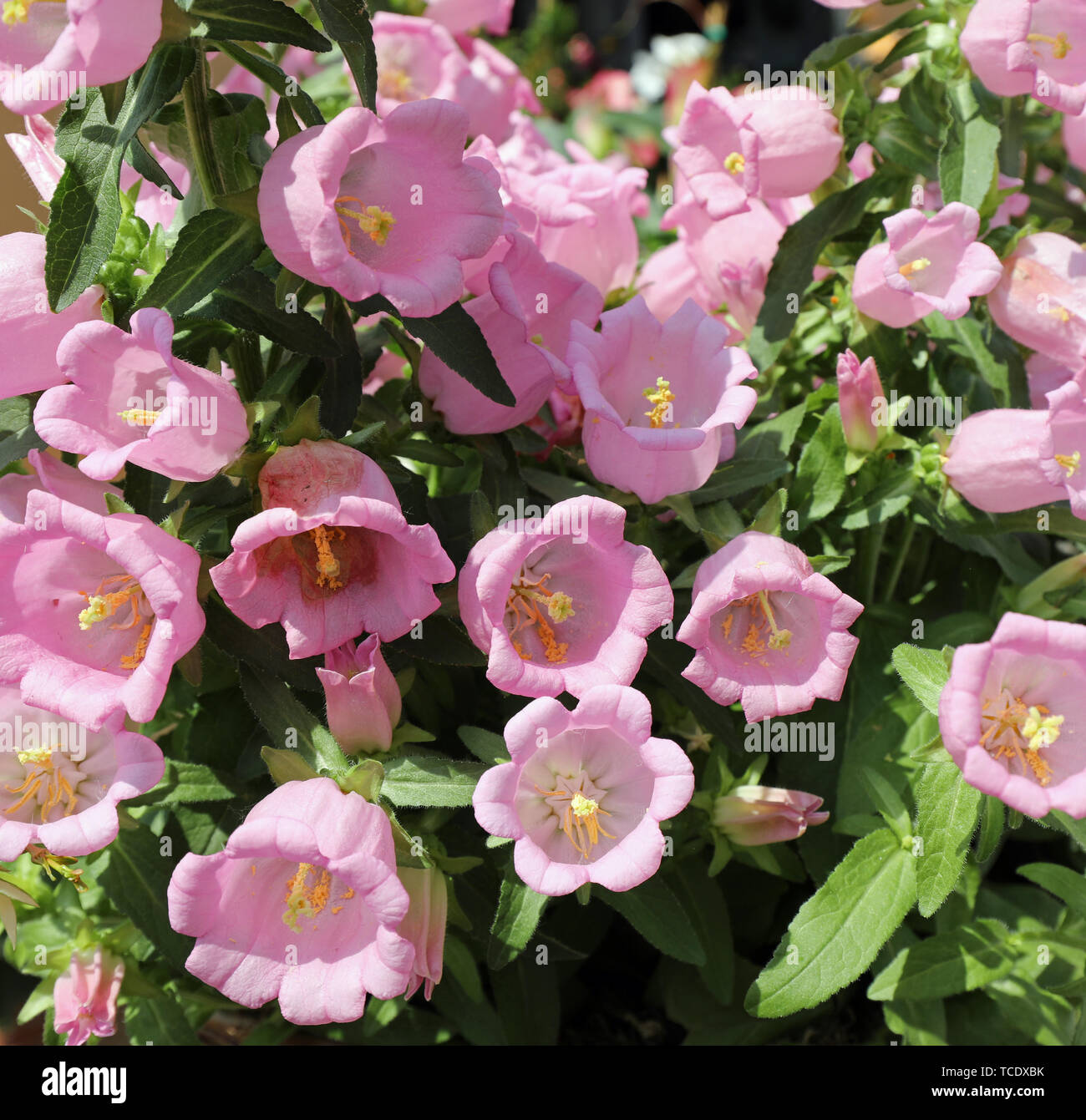 background of pink flowers called Bell flowers or campanula in spring Stock Photo