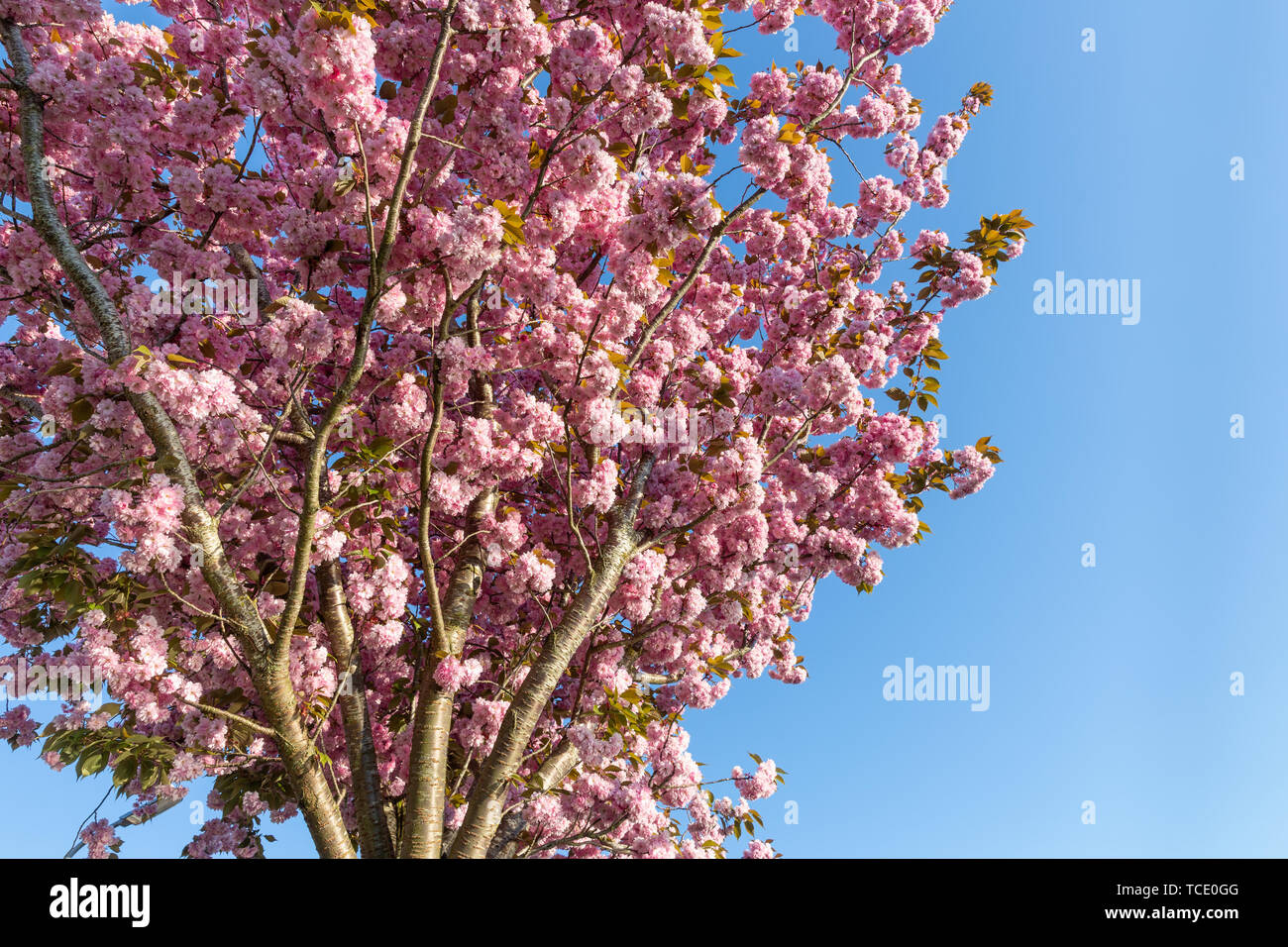 Cherry blossoms and pink flowers on blue sky background Stock Photo - Alamy