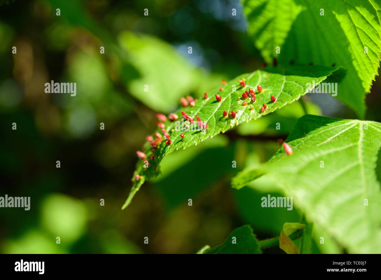 Red bumps on tree leaf. Macro of galls, selective focus Stock Photo