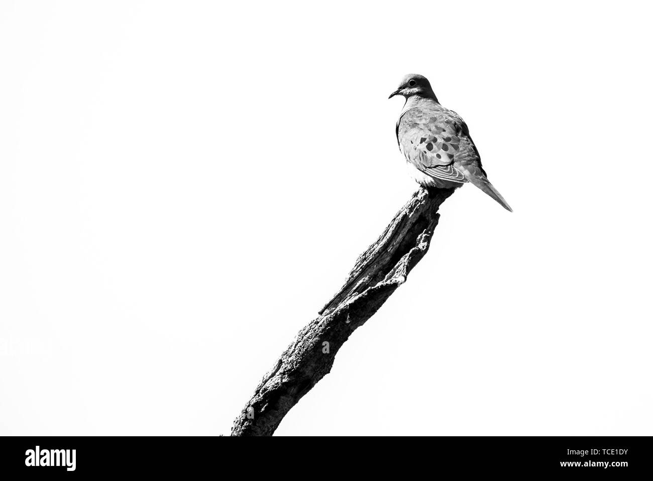 Dove perched on a branch Stock Photo