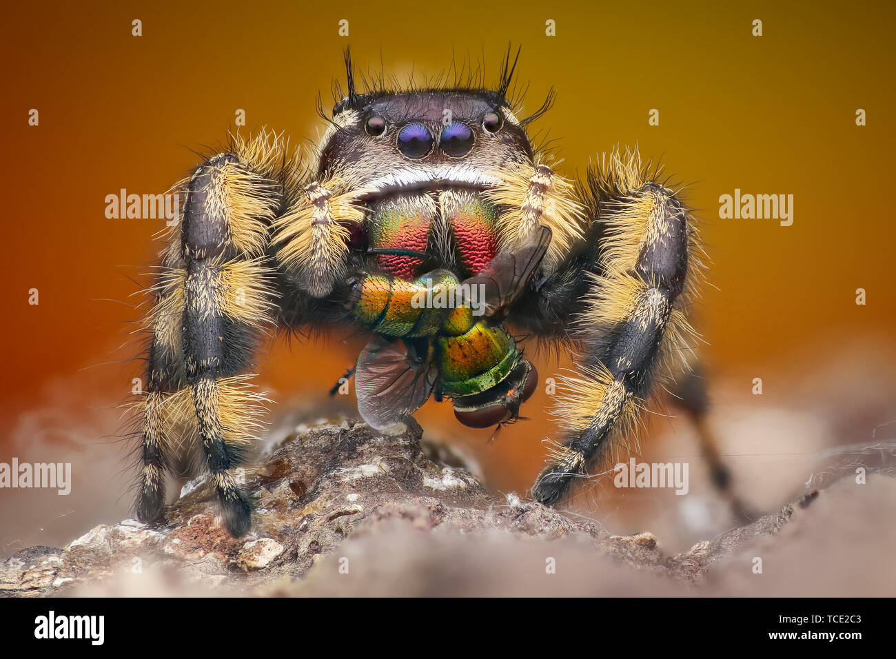 Portrait of a jumping spider (phiddipus otiosus), Indonesia Stock Photo