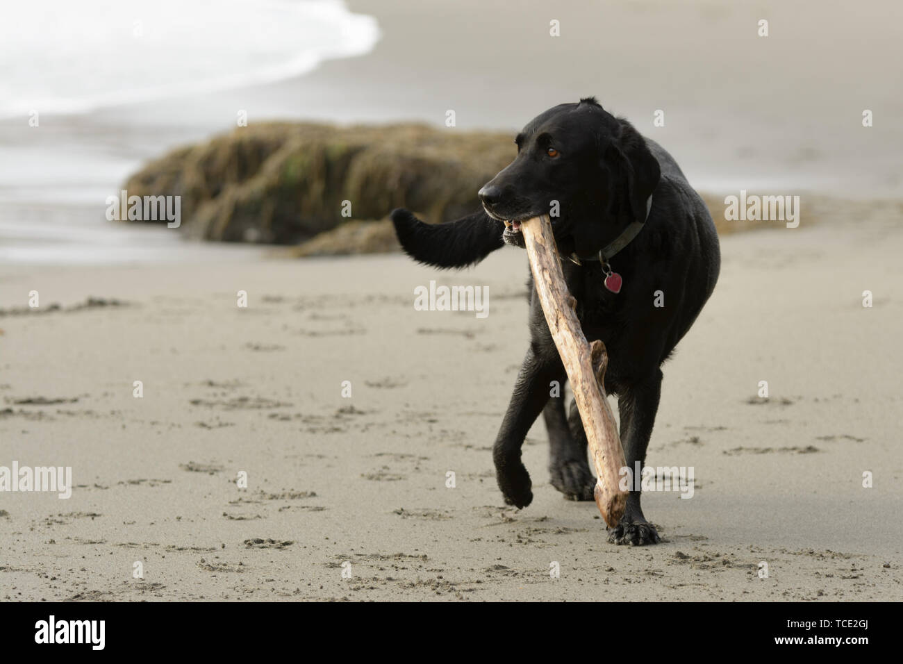 Black lab on beach hires stock photography and images Alamy