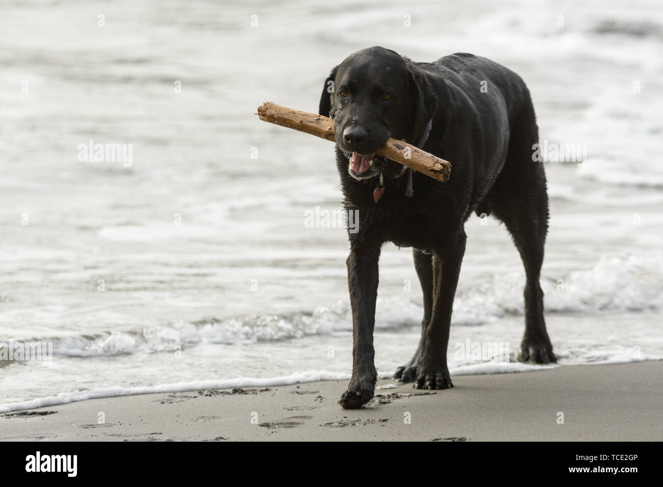 A black lab walking on the beach with a stick in its mouth from playing