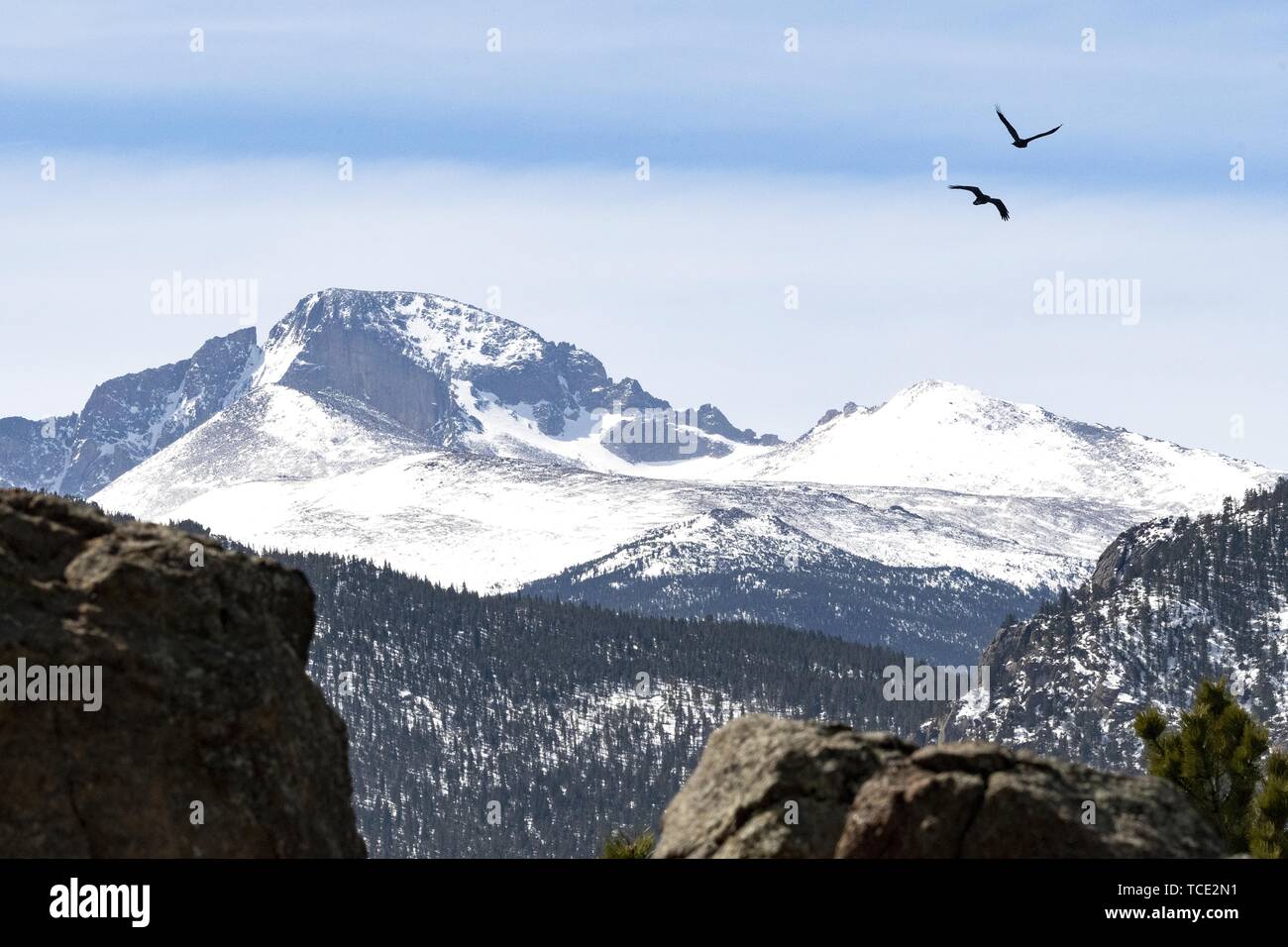 Two ravens flying over Longs Peak, Rocky mountains, Colorado, United States Stock Photo