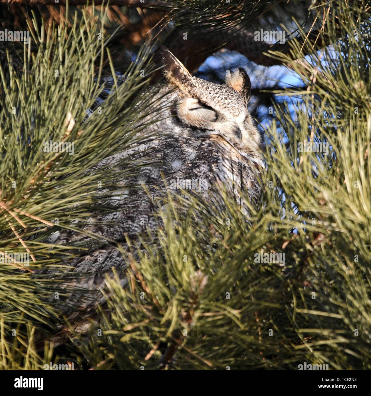 Close-up portrait of a great horned owl in a pine tree, Colorado, United States Stock Photo