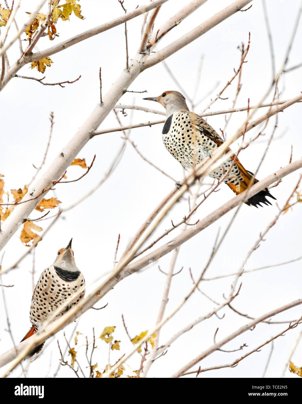 Two Northern Flickers sitting in a tree, United States Stock Photo
