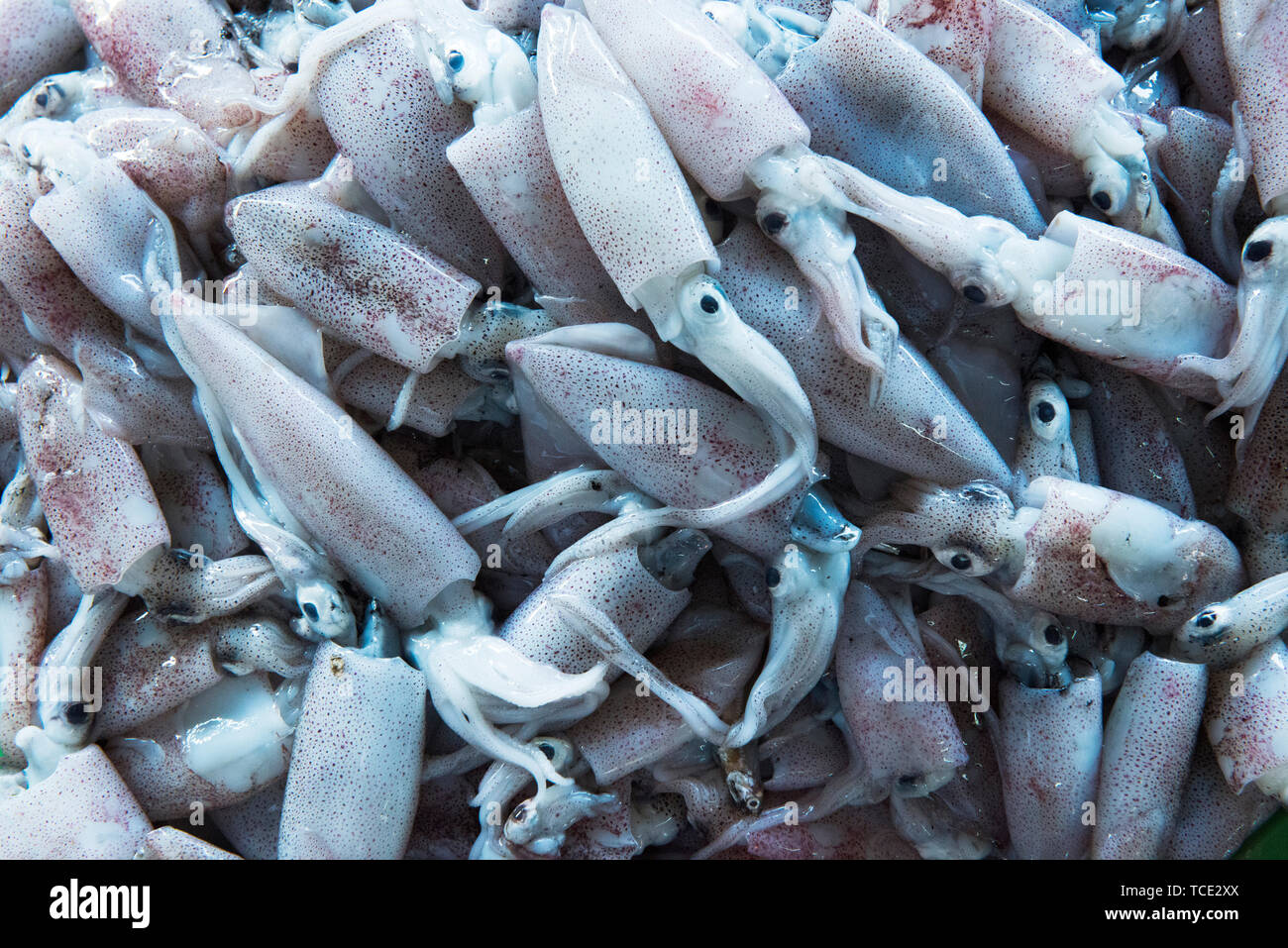 Close-up of squid at a fish market, Vietnam Stock Photo - Alamy
