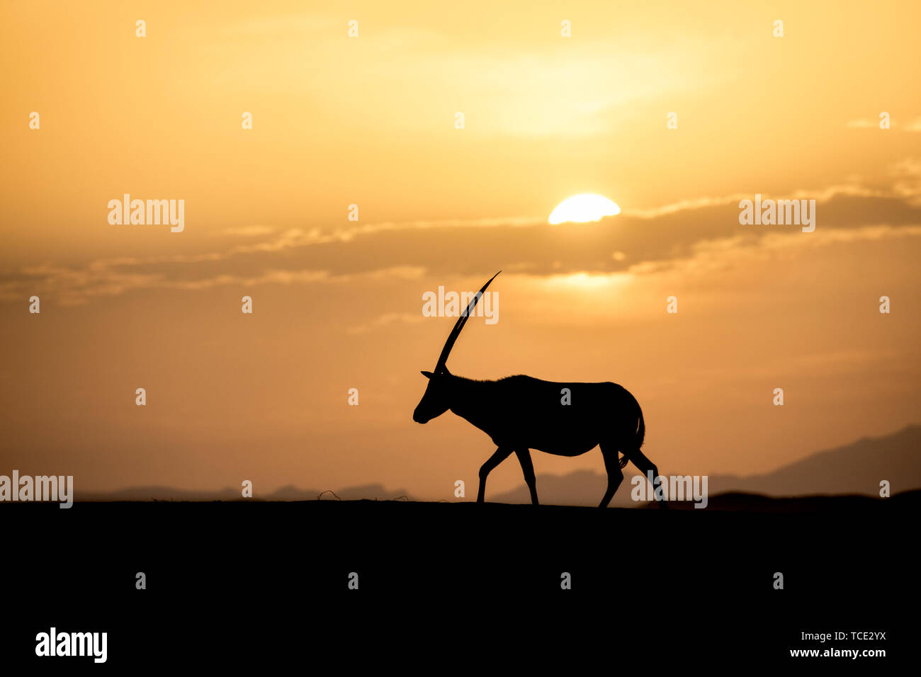 Silhouette of a mountain goat at sunset, Switzerland Stock Photo