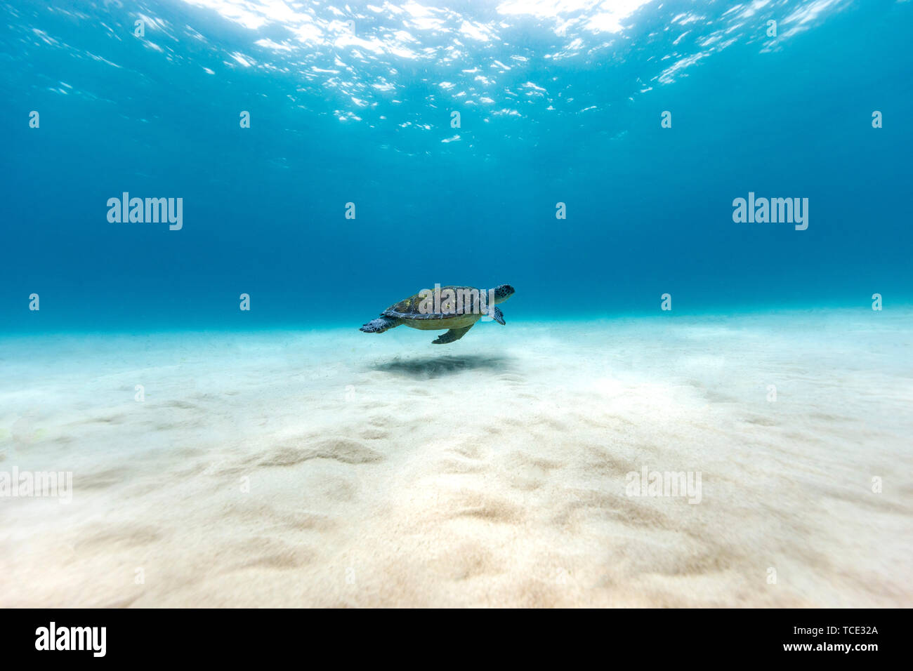 Turtle swimming near the seabed, Queensland, Australia Stock Photo