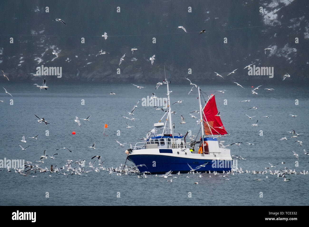 Fishing boat surrounded by birds between Svolvaer and Vestpollen, Lofoten, Nordland, Norway Stock Photo