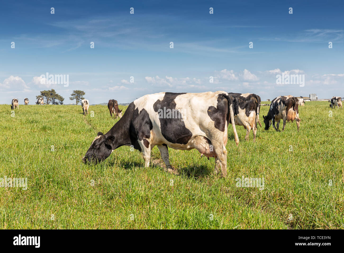 Dairy cow of the Holstein breed Friesian, grazing on green field Stock ...