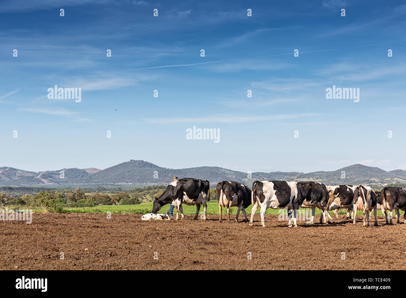 Dairy cows of the Holstein breed Friesian, grazing on field Stock Photo ...