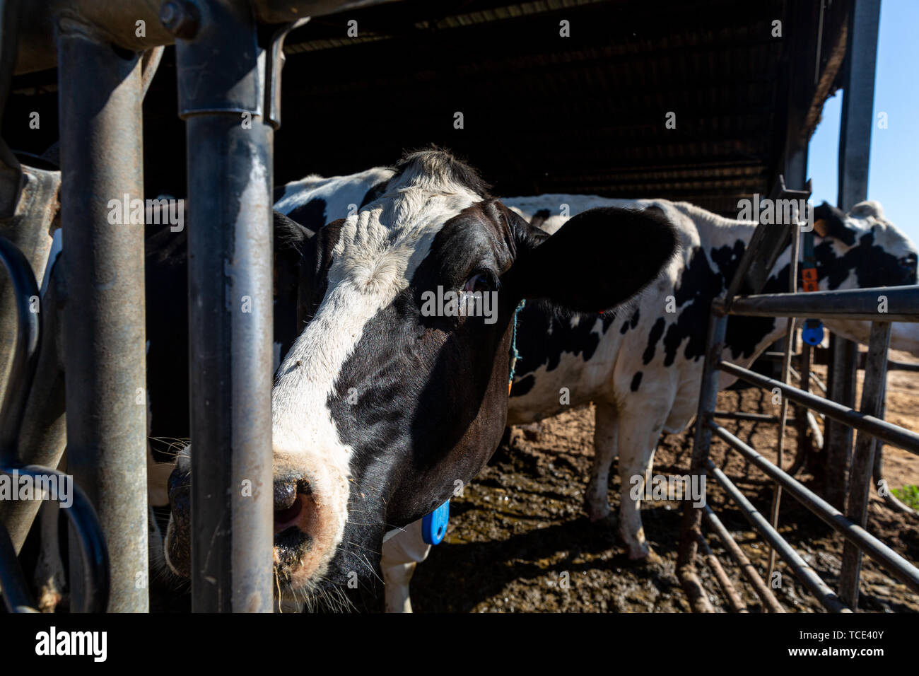 Portrait of a Holstein Friesian dairy cow Stock Photo - Alamy
