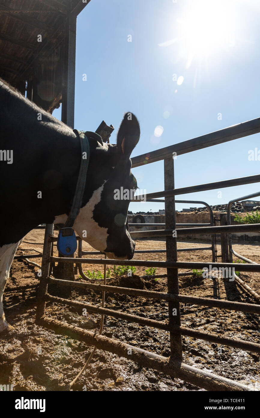Portrait of a Holstein Friesian dairy cow Stock Photo - Alamy