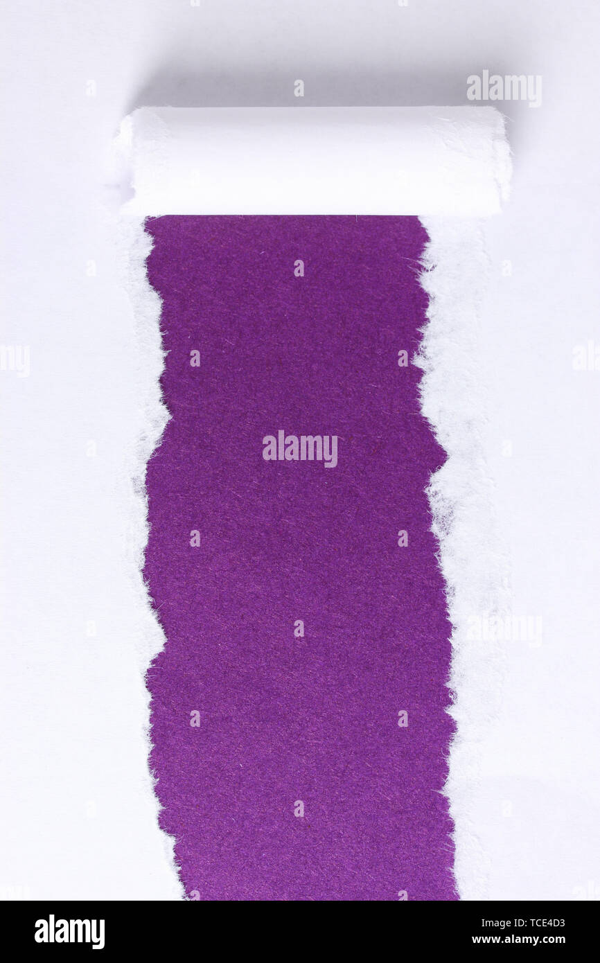 Violet Ripped Paper Torn paper with violet background Stock Photo - Alamy