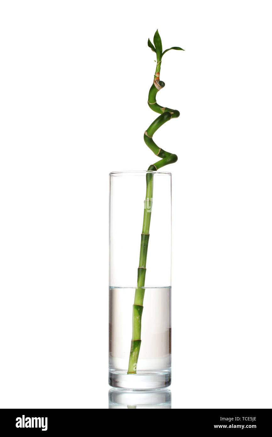 Beautiful Green Bamboo In Transparent Vase Isolated On White Stock