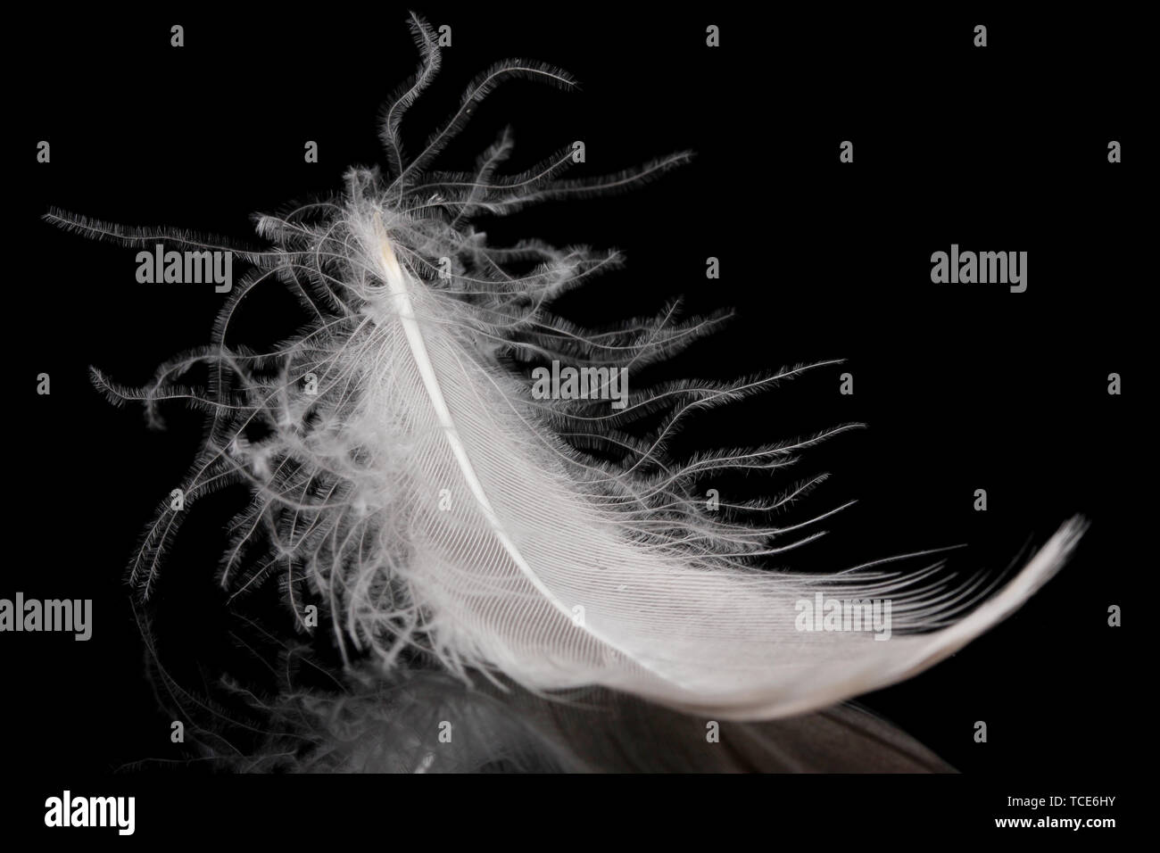 beautiful feather on black background Stock Photo - Alamy
