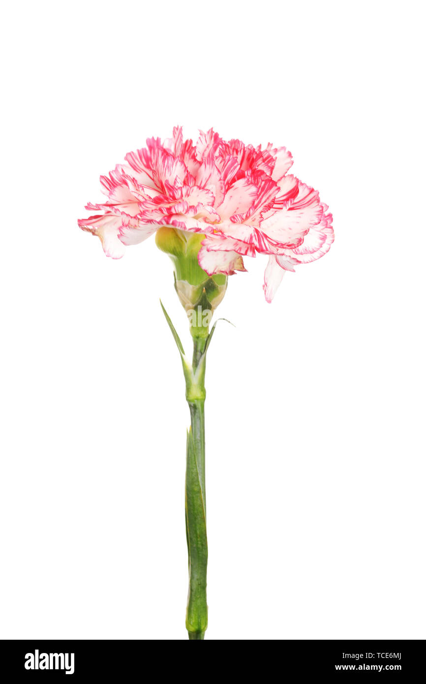 Beautiful carnation isolated on white Stock Photo - Alamy