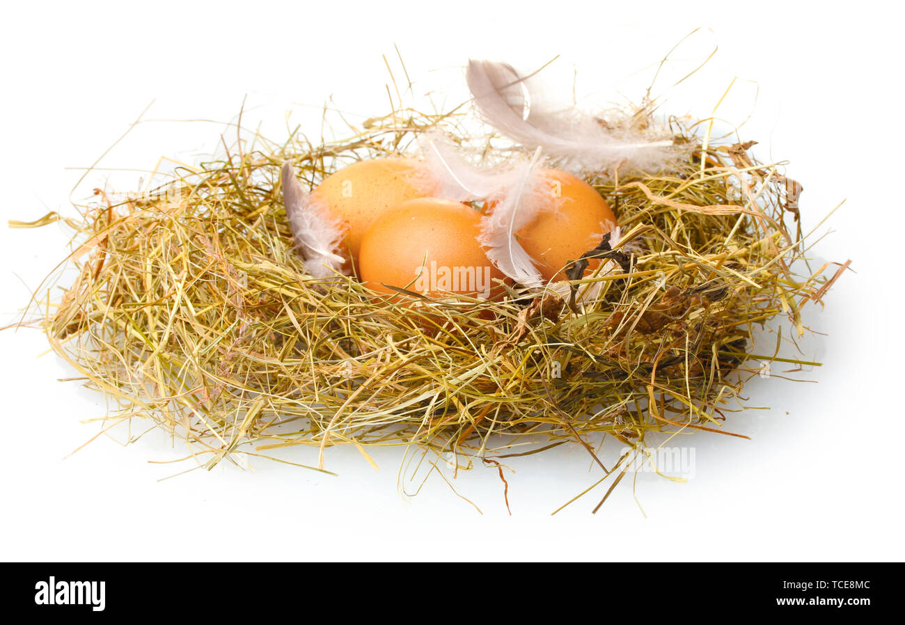 chicken eggs in a nest isolated on white Stock Photo - Alamy
